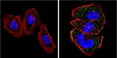 Anti-RASA1 antibody [B4F8] used in Immunocytochemistry/ Immunofluorescence (ICC/IF). GTX22922