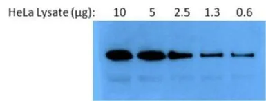 Anti-Hsp90 alpha antibody used in Western Blot (WB). GTX22928