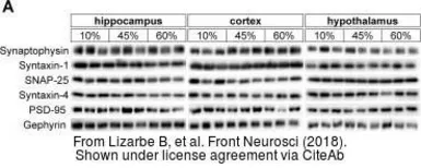 Donkey Anti-Goat IgG antibody (HRP). GTX232040-01