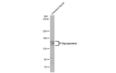 Anti-P Glycoprotein antibody [C219] used in Western Blot (WB). GTX23364