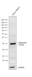 Anti-Adiponectin antibody used in Western Blot (WB). GTX23455