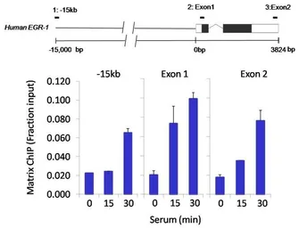 Anti-SIN3A antibody used in ChIP assay (ChIP assay). GTX23479