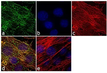 Anti-Myosin VIIa antibody used in Immunocytochemistry/ Immunofluorescence (ICC/IF). GTX23481