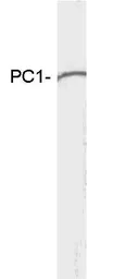 Anti-PC1 antibody used in Western Blot (WB). GTX23532