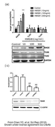 Anti-RAGE antibody used in Western Blot (WB). GTX23611