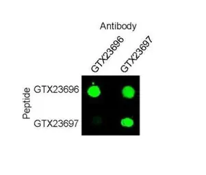Anti-SOX9 (phospho Ser181) antibody used in Dot blot (Dot). GTX23696