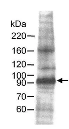 Anti-MCM7 antibody used in Western Blot (WB). GTX23732