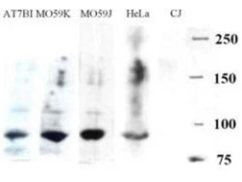 Anti-Artemis antibody used in Western Blot (WB). GTX23834
