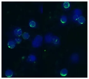 Anti-CD62L antibody [IVA94] used in Immunocytochemistry/ Immunofluorescence (ICC/IF). GTX23920