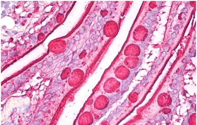 Anti-Blood Group Lewis b antibody [2-25LE] used in IHC (Paraffin sections) (IHC-P). GTX23968