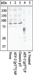 Anti-ATF2 (phospho Thr71) antibody used in Western Blot (WB). GTX24736