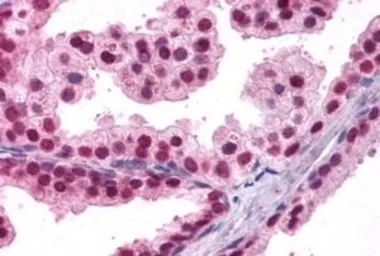 Anti-FOXA2 antibody, C-term used in IHC (Paraffin sections) (IHC-P). GTX25074
