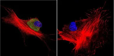 Anti-Hsp70 antibody [4G4] used in Immunocytochemistry/ Immunofluorescence (ICC/IF). GTX25444