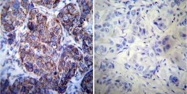 Anti-HSP60 antibody [4B9/89] used in IHC (Paraffin sections) (IHC-P). GTX25478