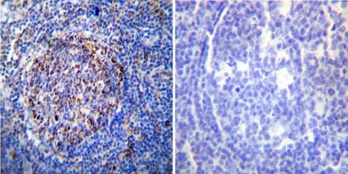 Anti-HSP60 antibody [4B9/89] used in IHC (Paraffin sections) (IHC-P). GTX25478
