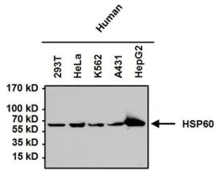 Anti-HSP60 antibody [4B9/89] used in Western Blot (WB). GTX25478