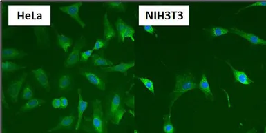 Anti-HSP60 antibody [4B9/89] used in Immunocytochemistry/ Immunofluorescence (ICC/IF). GTX25478
