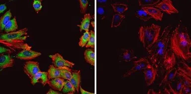 Anti-HSP60 antibody [4B9/89] used in Immunocytochemistry/ Immunofluorescence (ICC/IF). GTX25478