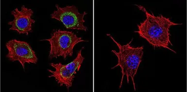 Anti-HSP60 antibody [2E1/53] used in Immunocytochemistry/ Immunofluorescence (ICC/IF). GTX25479