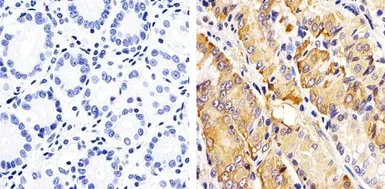 Anti-Rac1 + CDC42 (phospho Ser71) antibody used in IHC (Paraffin sections) (IHC-P). GTX25482