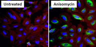 Anti-HSP27 (phospho Ser15) antibody used in Immunocytochemistry/ Immunofluorescence (ICC/IF). GTX25581