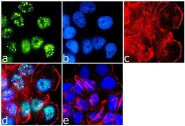 Anti-IRS1 antibody used in Immunocytochemistry/ Immunofluorescence (ICC/IF). GTX25604