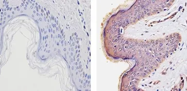 Anti-Thyroid Hormone Receptor alpha antibody used in IHC (Paraffin sections) (IHC-P). GTX25621