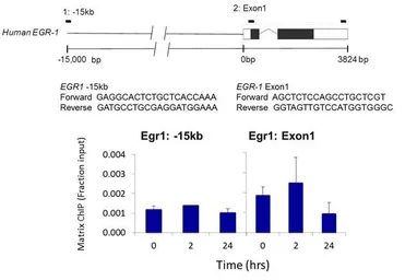 Anti-PKA beta (catalytic subunit) (phospho Ser338) antibody used in ChIP assay (ChIP assay). GTX25816