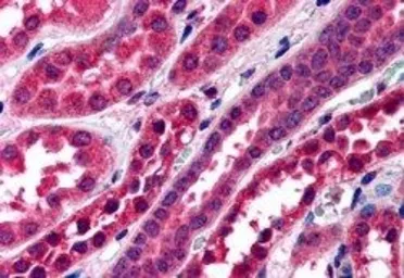 Anti-Amisyn antibody, N-term used in IHC (Paraffin sections) (IHC-P). GTX25899