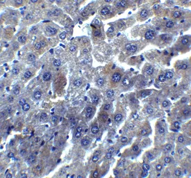 Anti-DEDAF antibody used in IHC (Paraffin sections) (IHC-P). GTX25976