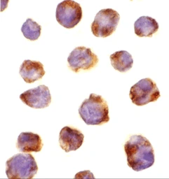Anti-IRAK4 antibody used in Immunocytochemistry/ Immunofluorescence (ICC/IF). GTX25985