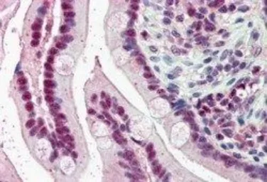 Anti-KPNA4 antibody, C-term used in IHC (Paraffin sections) (IHC-P). GTX26039