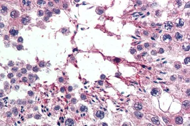 Anti-RanBP16 antibody, C-term used in IHC (Paraffin sections) (IHC-P). GTX26041