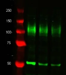 Anti-alpha Tubulin antibody [YOL1/34] used in Western Blot (WB). GTX26161