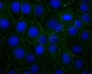 Anti-pan Cadherin antibody [CH-19] used in Immunocytochemistry/ Immunofluorescence (ICC/IF). GTX26528