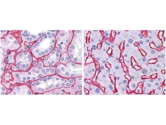 Anti-Collagen IV antibody used in IHC (Paraffin sections) (IHC-P). GTX26586
