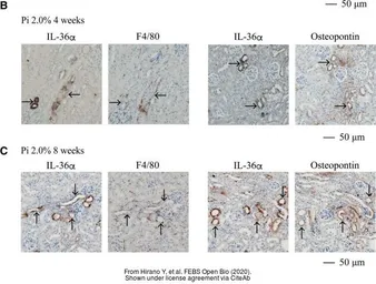 Anti-F4/80 antibody [CI:A3-1] used in IHC (Paraffin sections) (IHC-P). GTX26640
