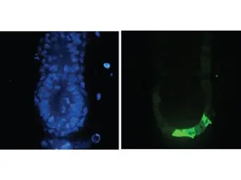 Anti-GFP antibody used in Immunohistochemistry (IHC). GTX26673