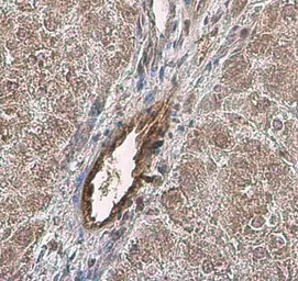 Anti-VWF antibody used in IHC (Paraffin sections) (IHC-P). GTX26994