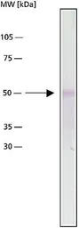 Anti-alpha Tubulin antibody [DM1A] used in Western Blot (WB). GTX27291