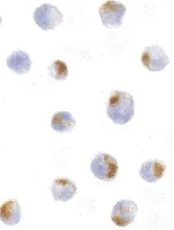Anti-Acinus antibody used in IHC (Paraffin sections) (IHC-P). GTX27354