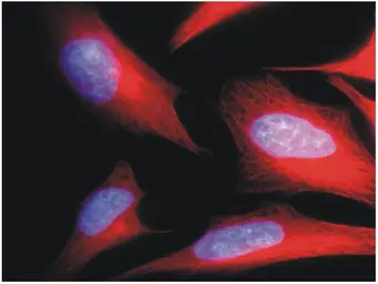 Anti-alpha Tubulin antibody [TU-01] used in Immunocytochemistry/ Immunofluorescence (ICC/IF). GTX27750