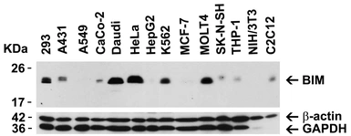 Anti-Bim antibody used in Western Blot (WB). GTX27888