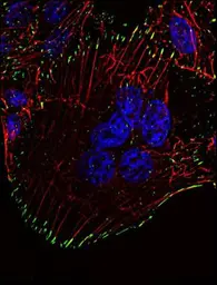 Anti-Phosphotyrosine antibody [P-Tyr-01] used in Immunocytochemistry/ Immunofluorescence (ICC/IF). GTX28076