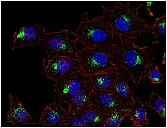 Anti-CD63 antibody [MEM-259] used in Immunocytochemistry/ Immunofluorescence (ICC/IF). GTX28219
