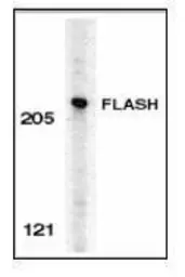 Anti-FLASH antibody used in Western Blot (WB). GTX28420
