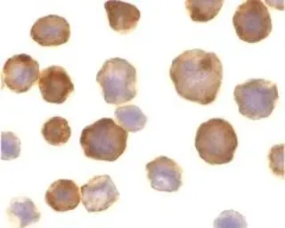 Anti-FLASH antibody used in Immunocytochemistry/ Immunofluorescence (ICC/IF). GTX28420
