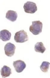 Anti-RIP2 antibody used in Immunocytochemistry/ Immunofluorescence (ICC/IF). GTX28428
