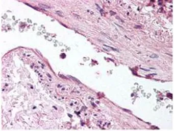 Anti-Angiopoietin 1 antibody used in IHC (Paraffin sections) (IHC-P). GTX28451