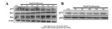 Anti-p53 antibody [B20.1 (BP 53.122)] used in Western Blot (WB). GTX28590
